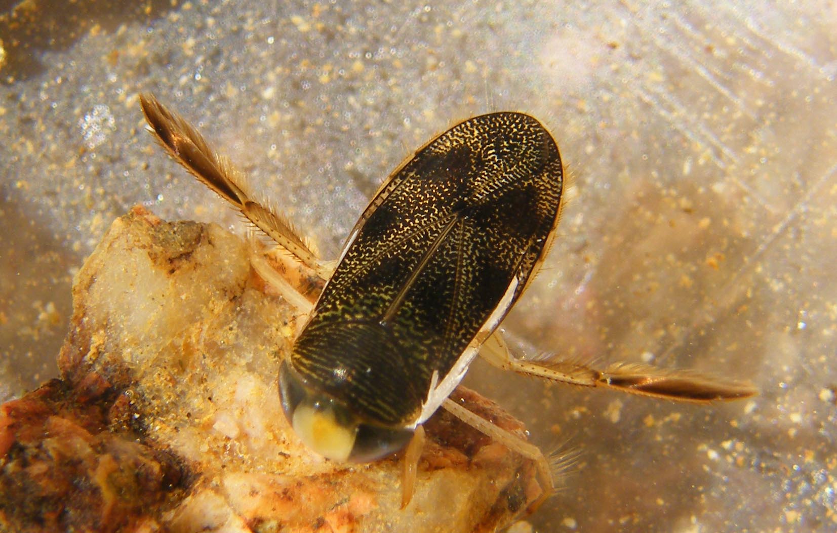 Sigara italica ?